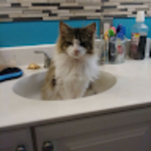 Meet your Posher, Dawn